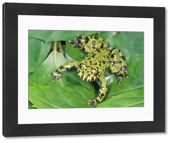 Fire-bellied Toad - native to Central & South Asia
