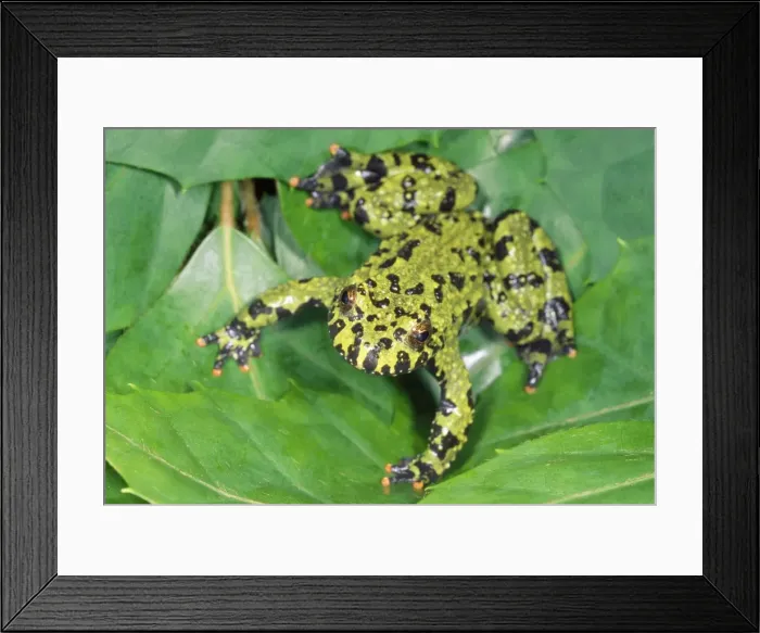 Framed Print : Fire-bellied Toad - native to Central & South Asia Framed Print : Fire-bellied Toad - native to Central & South Asia