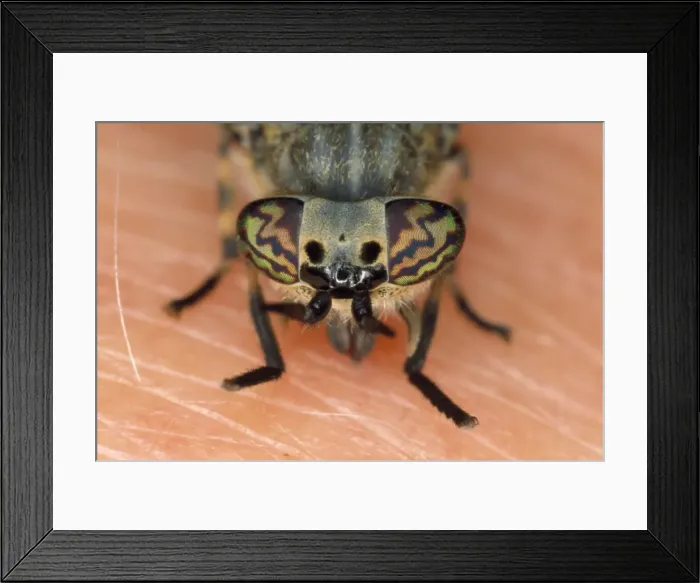 Framed Print : Horse / Cleg Fly - feeding on human arm - UK Framed Print : Horse / Cleg Fly - feeding on human arm - UK