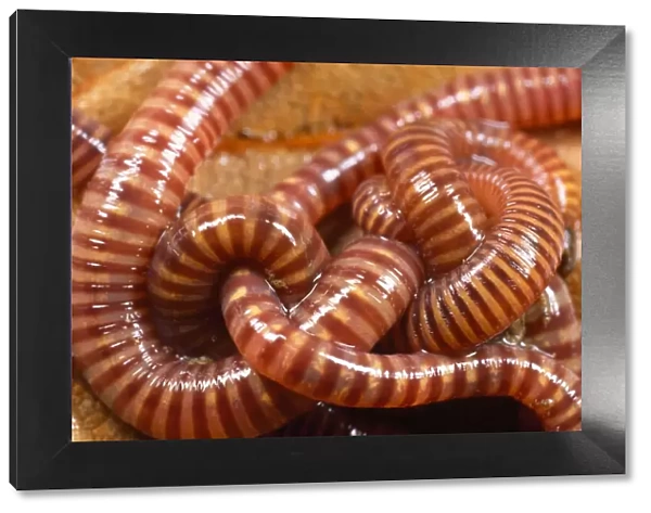 Tiger Worms - showing stripes - UK