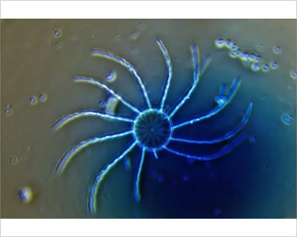Diatom - from marine plankton sample - Hong Kong harbour