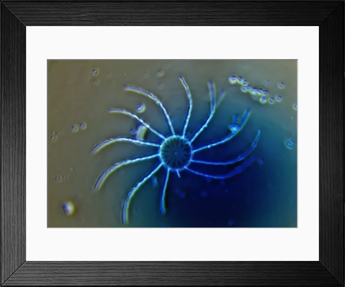 Framed Print : Diatom - from marine plankton sample - Hong Kong harbour Framed Print : Diatom - from marine plankton sample - Hong Kong harbour