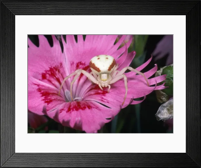Framed Print : White Crab Spider - lying in wait for prey - UK Framed Print : White Crab Spider - lying in wait for prey - UK