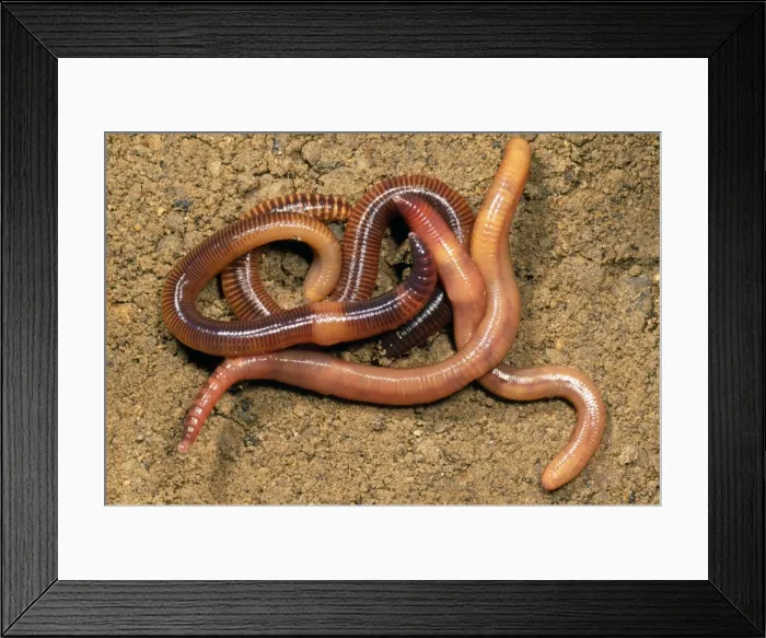 Framed Print : Composr Earthworm - aggregation - UK Framed Print : Composr Earthworm - aggregation - UK