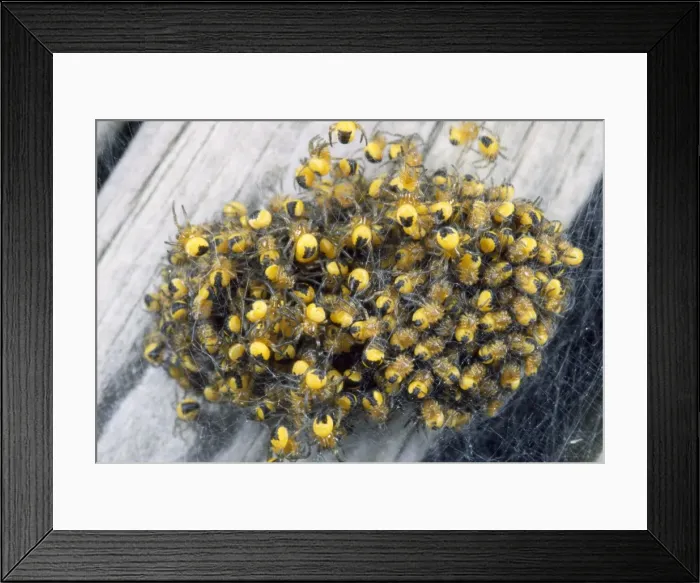 Framed Print : Garden Spider babies - aggregation - UK Framed Print : Garden Spider babies - aggregation - UK