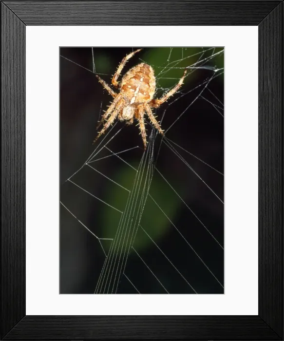 Framed Print : Garden Spider - tugging web - UK Framed Print : Garden Spider - tugging web - UK