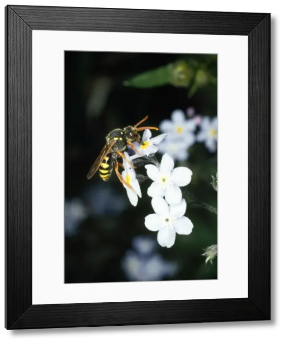 Framed Print : Wasp Mimic Bee Framed Print : Wasp Mimic Bee