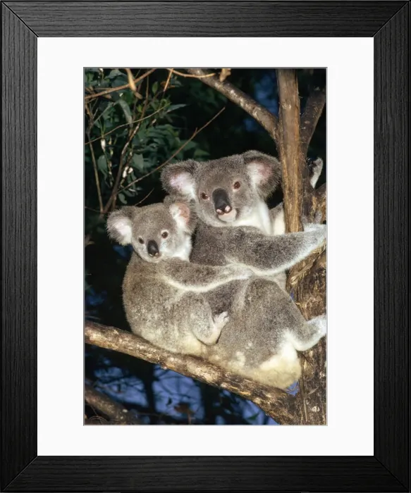 Framed Print : Koala - in tree with baby Framed Print : Koala - in tree with baby
