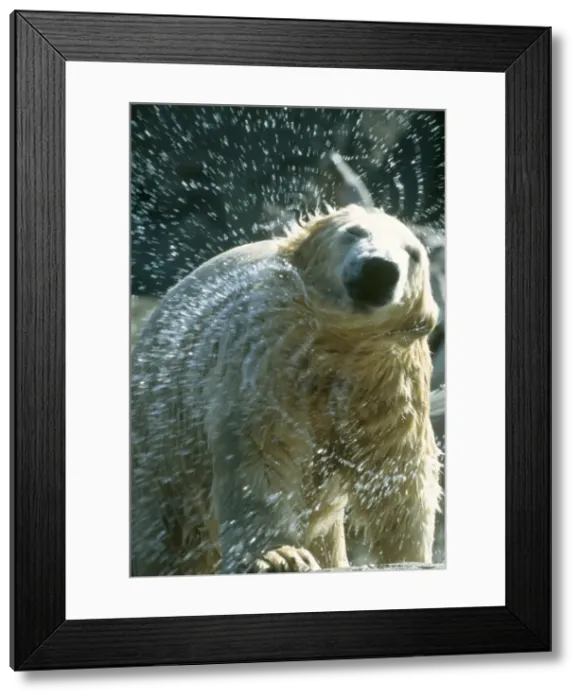 Framed Print : Polar Bear - shaking off water San Diego Zoo Framed Print : Polar Bear - shaking off water San Diego Zoo