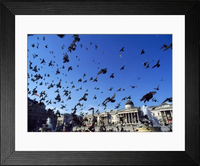 Framed Print : Urban Pigeons - flock in Trafalgar Square - London - UK Framed Print : Urban Pigeons - flock in Trafalgar Square - London - UK