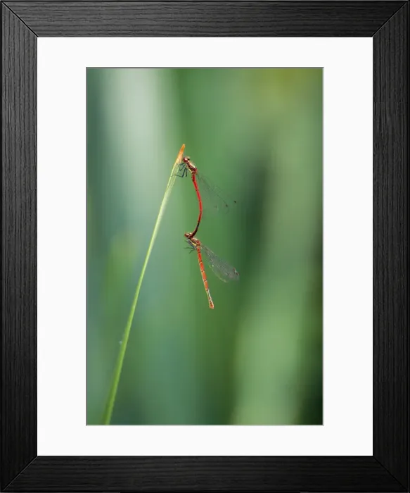 Framed Print : Large Common Red Damselflies - mating - UK Framed Print : Large Common Red Damselflies - mating - UK