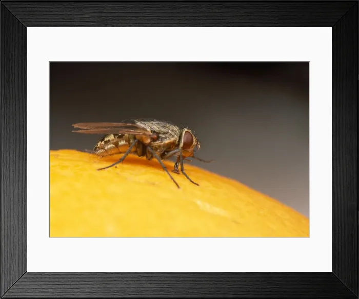 Framed Print : House / Cluster Fly - on orange - UK Framed Print : House / Cluster Fly - on orange - UK