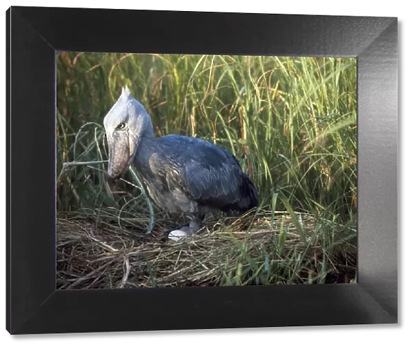Shoebill  /  Whale-head Stork - at nest with egg