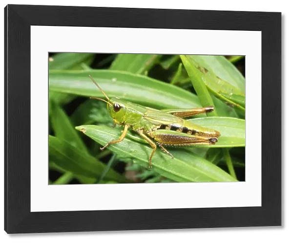 Common Green Grasshopper - nymph - UK