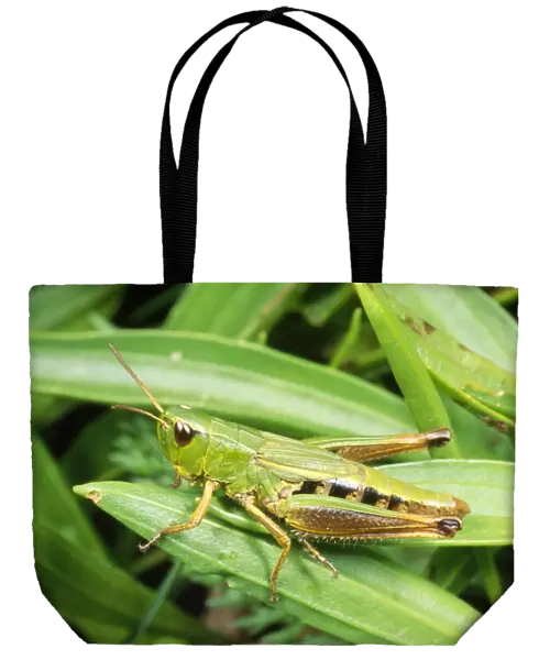 Common Green Grasshopper - nymph - UK