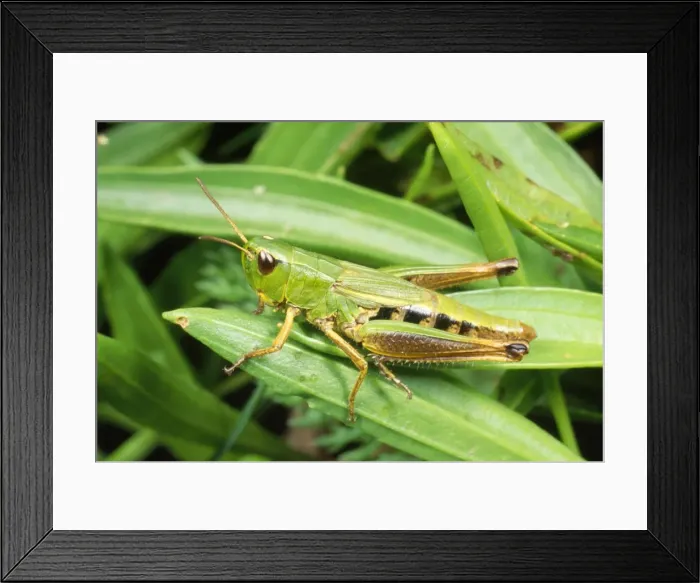 Framed Print : Common Green Grasshopper - nymph - UK Framed Print : Common Green Grasshopper - nymph - UK