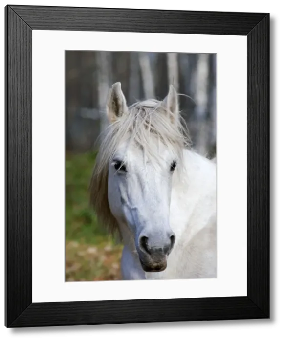 Framed Print : Working Horse - Okskii Wildlife Reserve - near Ryazan - central Russia - autumn - September Ok39. 1525 Framed Print : Working Horse - Okskii Wildlife Reserve - near Ryazan - central Russia - autumn - September Ok39. 1525