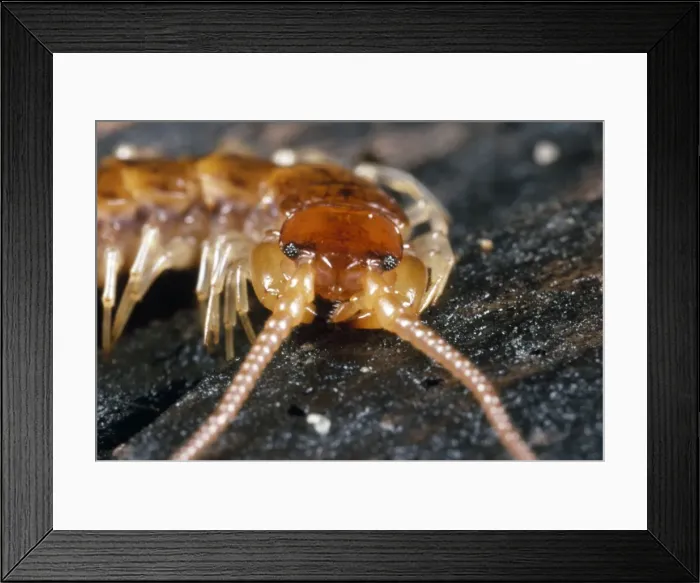 Framed Print : Variegated Woodland Centipede - close-up of head - UK Framed Print : Variegated Woodland Centipede - close-up of head - UK