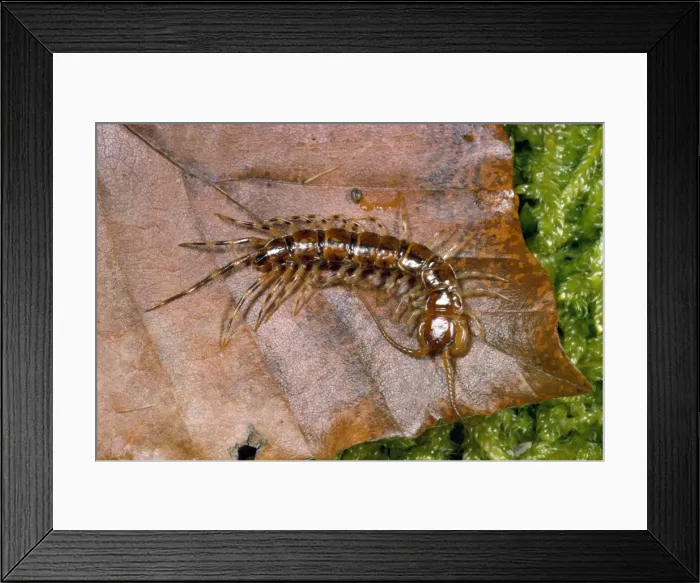 Framed Print : Variegated Woodland Centipede - UK Framed Print : Variegated Woodland Centipede - UK
