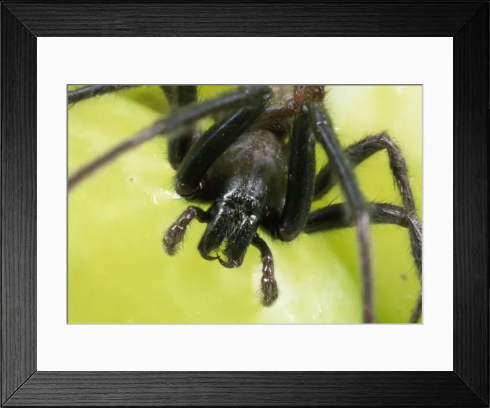 Framed Print : Spider - male - close-up of head showing fangs Framed Print : Spider - male - close-up of head showing fangs
