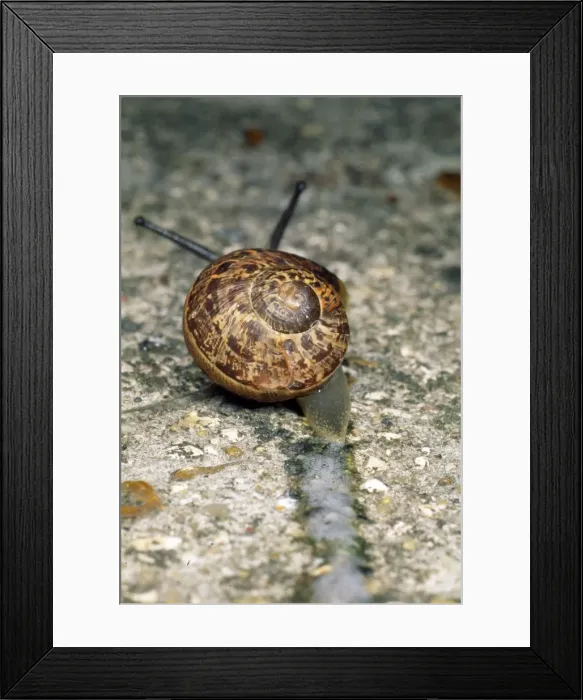 Framed Print : Snail - slimy snail trail - UK Framed Print : Snail - slimy snail trail - UK