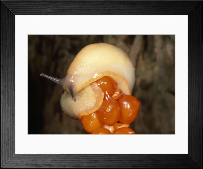 Framed Print : White Slug - on Lords & Ladies berries - UK Framed Print : White Slug - on Lords & Ladies berries - UK