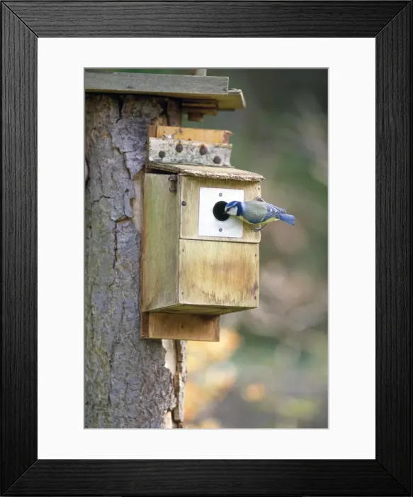 Framed Print : Blue Tit - inspecting nesting box - UK Framed Print : Blue Tit - inspecting nesting box - UK