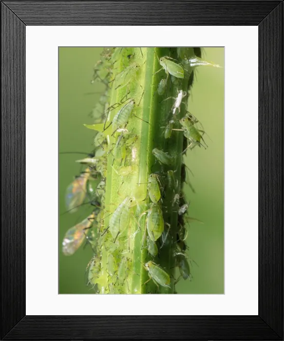 Framed Print : Greenfly Aphids - on plant stem - UK Framed Print : Greenfly Aphids - on plant stem - UK