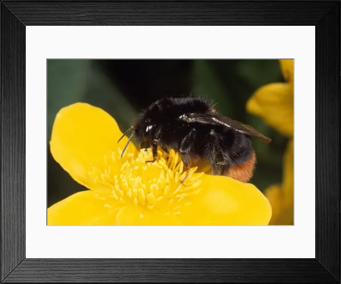 Framed Print : Red-tailed Bumblebee - on Marsh Marigold flower - UK Framed Print : Red-tailed Bumblebee - on Marsh Marigold flower - UK