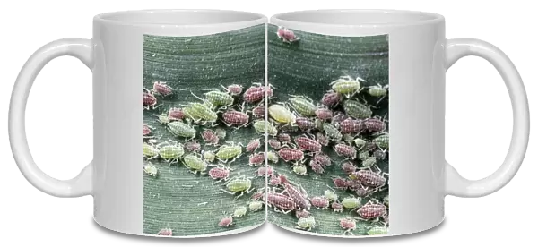 Greenfly Aphids - large aggregation on reed leaf - UK
