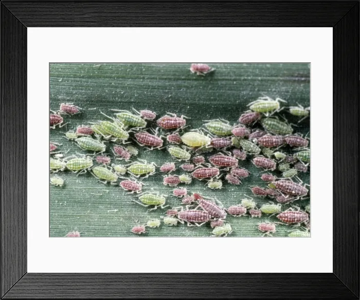 Framed Print : Greenfly Aphids - large aggregation on reed leaf - UK Framed Print : Greenfly Aphids - large aggregation on reed leaf - UK