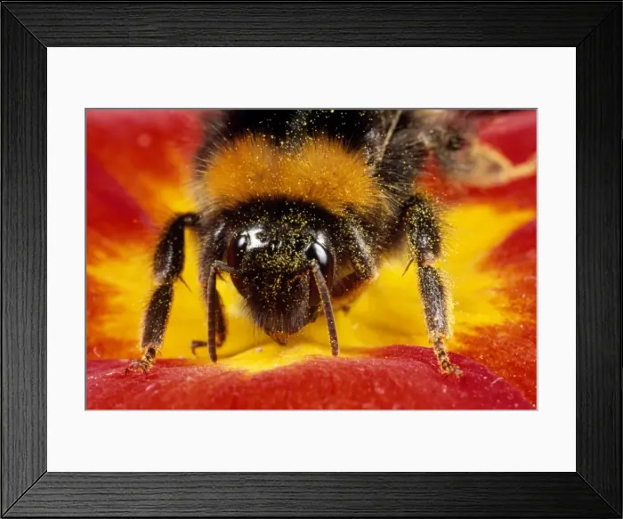 Framed Print : Common Bumblebee - feeding in flower - UK Framed Print : Common Bumblebee - feeding in flower - UK