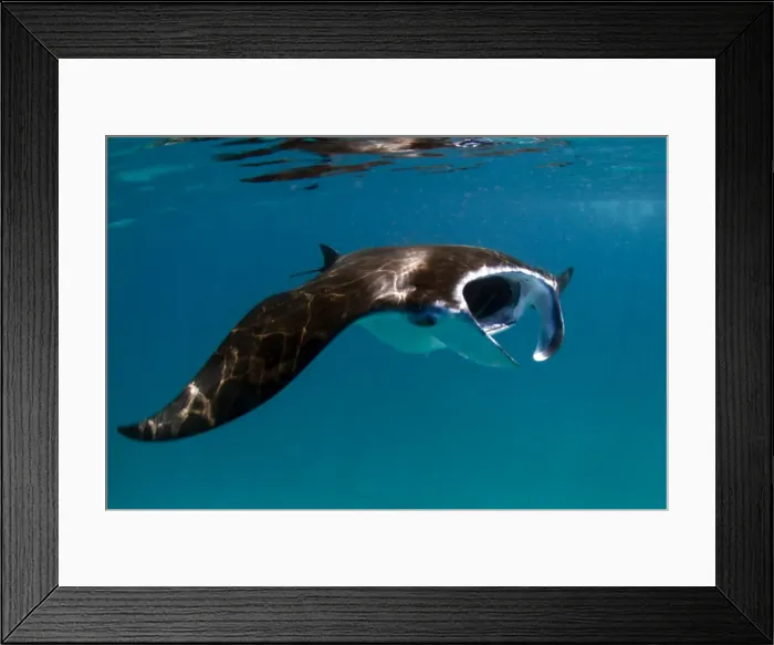Framed Print : Giant Manta Ray - South-Ari Atoll, Maldives Framed Print : Giant Manta Ray - South-Ari Atoll, Maldives