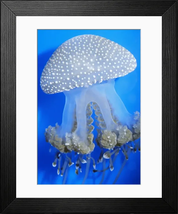 Framed Print : Lagoon Jellyfish Kel 190 Mastigias papua - Marine Lakes in the Western Pacific (Philippines) © Ken Lucas ARDEA LONDON