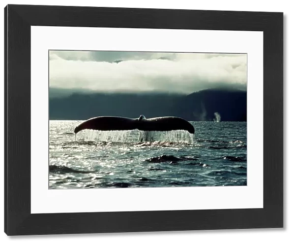 Humpback Whale - tail