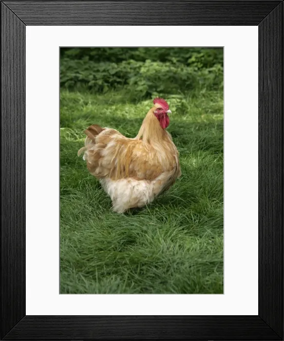 Framed Print : Picture No. 90018147 Framed Print : Picture No. 90018147