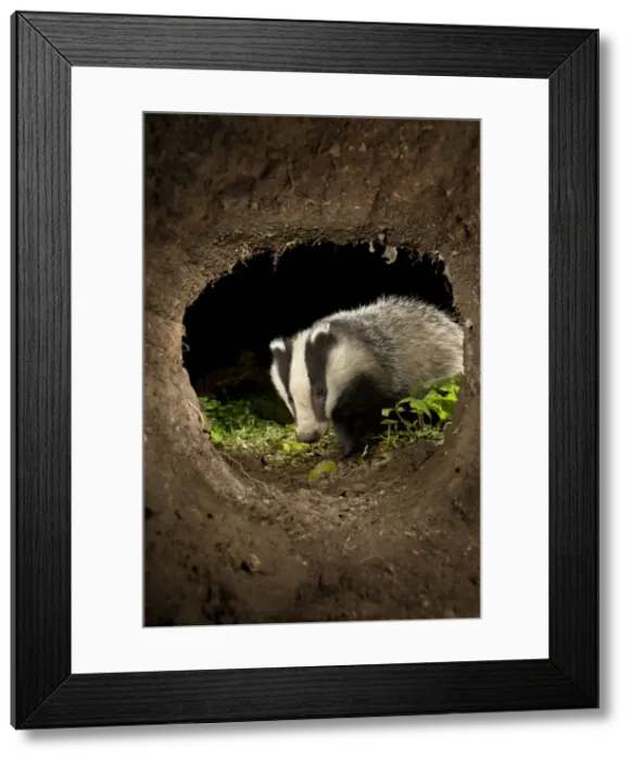 Framed Print : European Badger - at night - Cornwall, UK Framed Print : European Badger - at night - Cornwall, UK