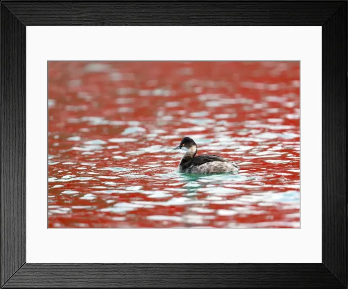 Framed Print : Picture No. 10901276 Framed Print : Picture No. 10901276