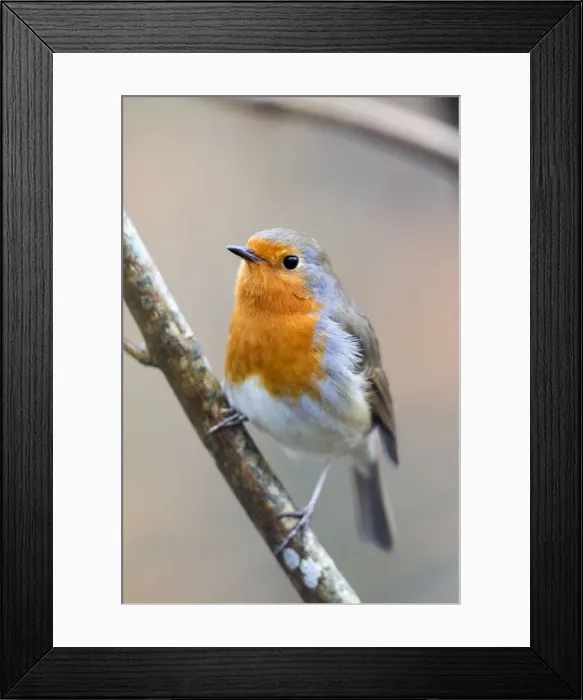 Framed Print : Picture No. 10901308 Framed Print : Picture No. 10901308