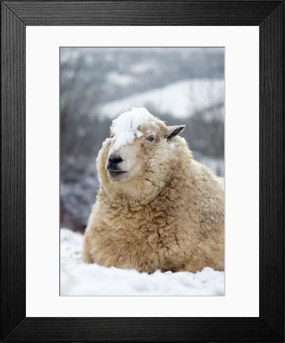 Framed Print : Picture No. 10901327 Framed Print : Picture No. 10901327