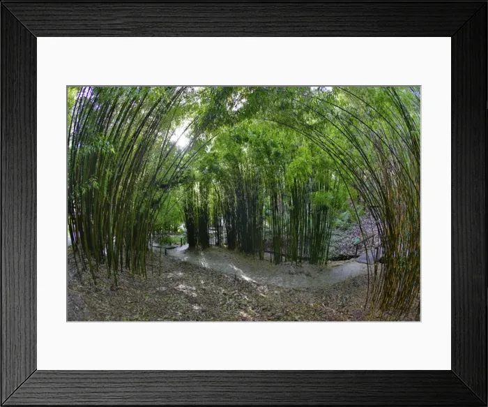 Framed Print : Picture No. 10901332 Framed Print : Picture No. 10901332