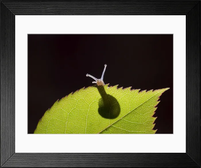 Framed Print : Picture No. 10900298 Framed Print : Picture No. 10900298
