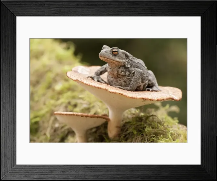 Framed Print : Picture No. 10921822 Framed Print : Picture No. 10921822
