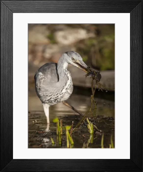 Framed Print : Picture No. 10921830 Framed Print : Picture No. 10921830