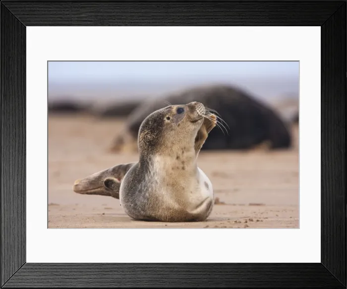 Framed Print : Picture No. 10921832 Framed Print : Picture No. 10921832