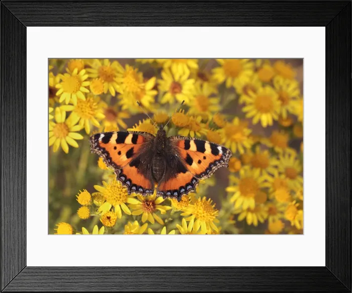 Framed Print : Picture No. 10921835 Framed Print : Picture No. 10921835