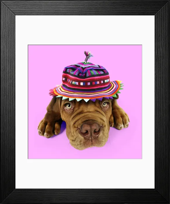Framed Print : Picture No. 10901729 Framed Print : Picture No. 10901729