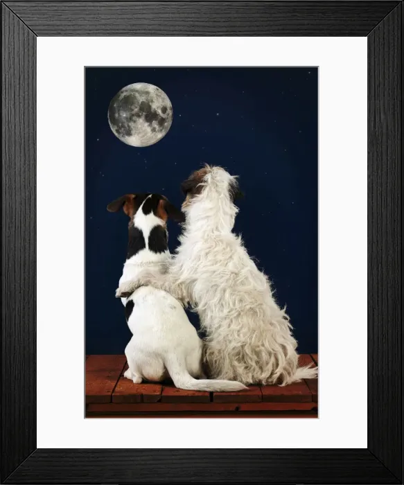 Framed Print : Picture No. 10900271 Framed Print : Picture No. 10900271
