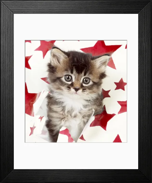 Framed Print : Picture No. 10901732 Framed Print : Picture No. 10901732