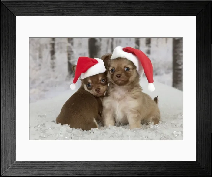 Framed Print : Picture No. 10901764